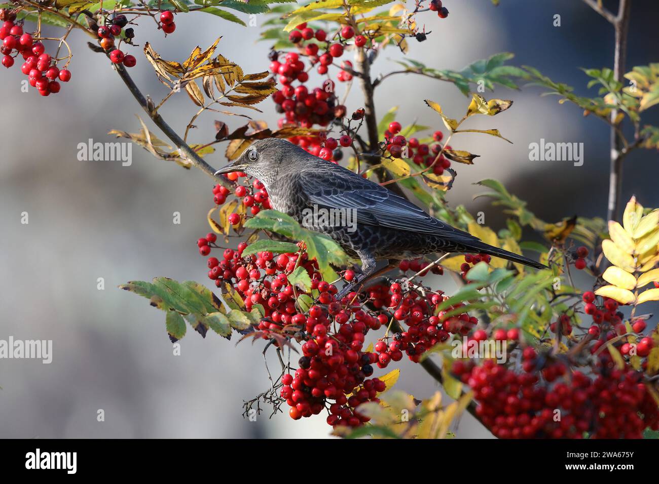 Ring Ouzel, Turdus torquatus, auf einem Sorbus-Baum mit Beeren, Mid Wales, Ik Stockfoto