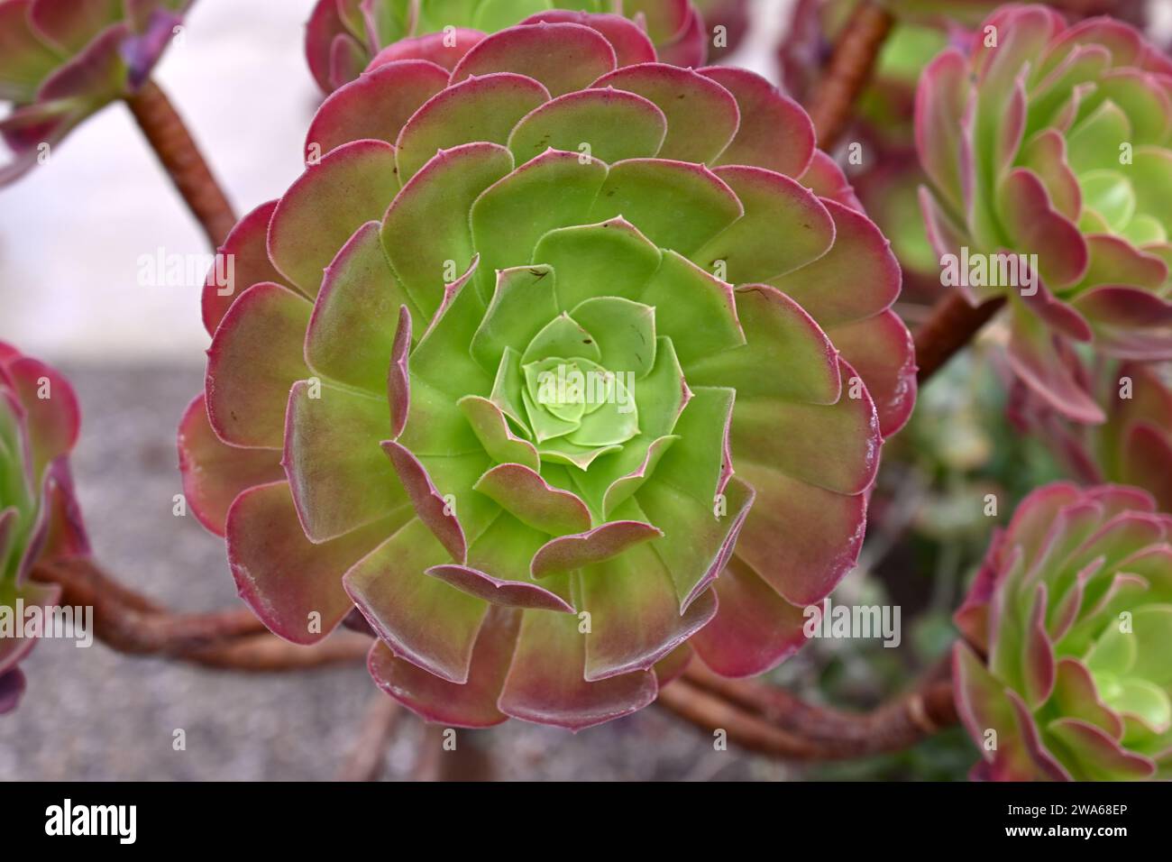 Aeonium Velour wächst im Topf im britischen Gewächshaus September Stockfoto