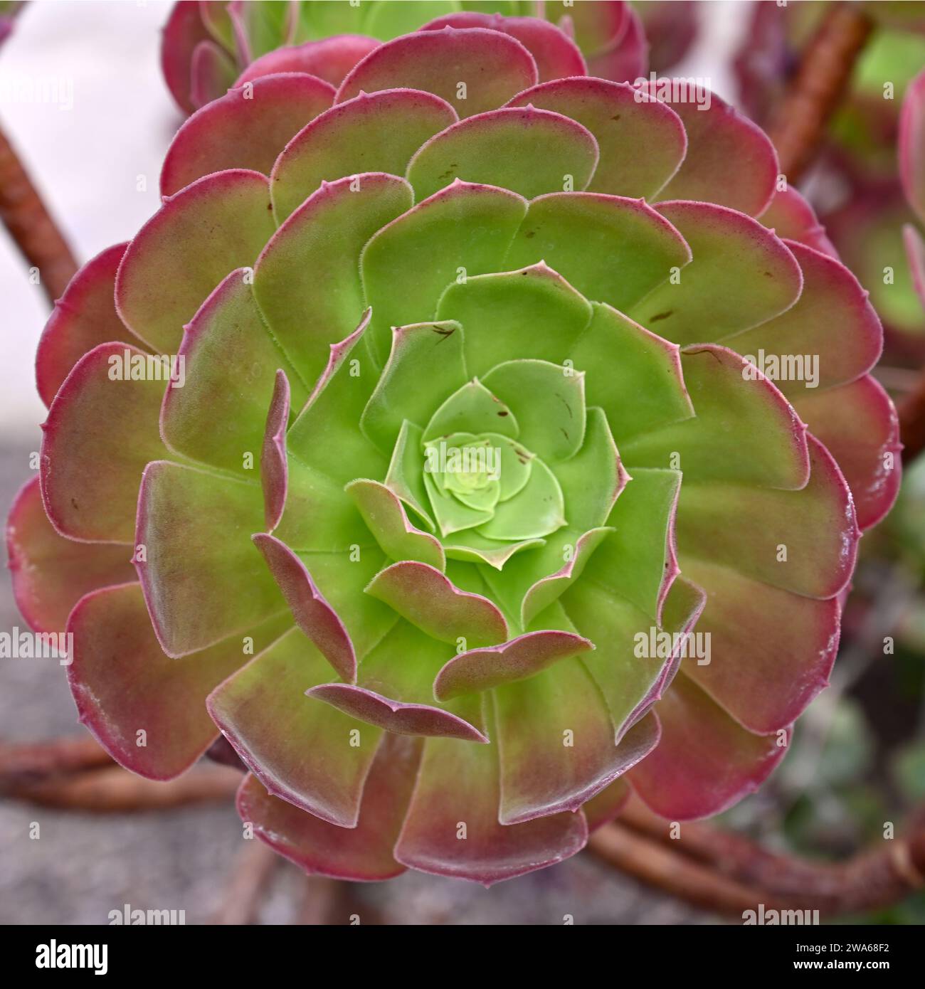 Aeonium Velour wächst im Topf im britischen Gewächshaus September Stockfoto