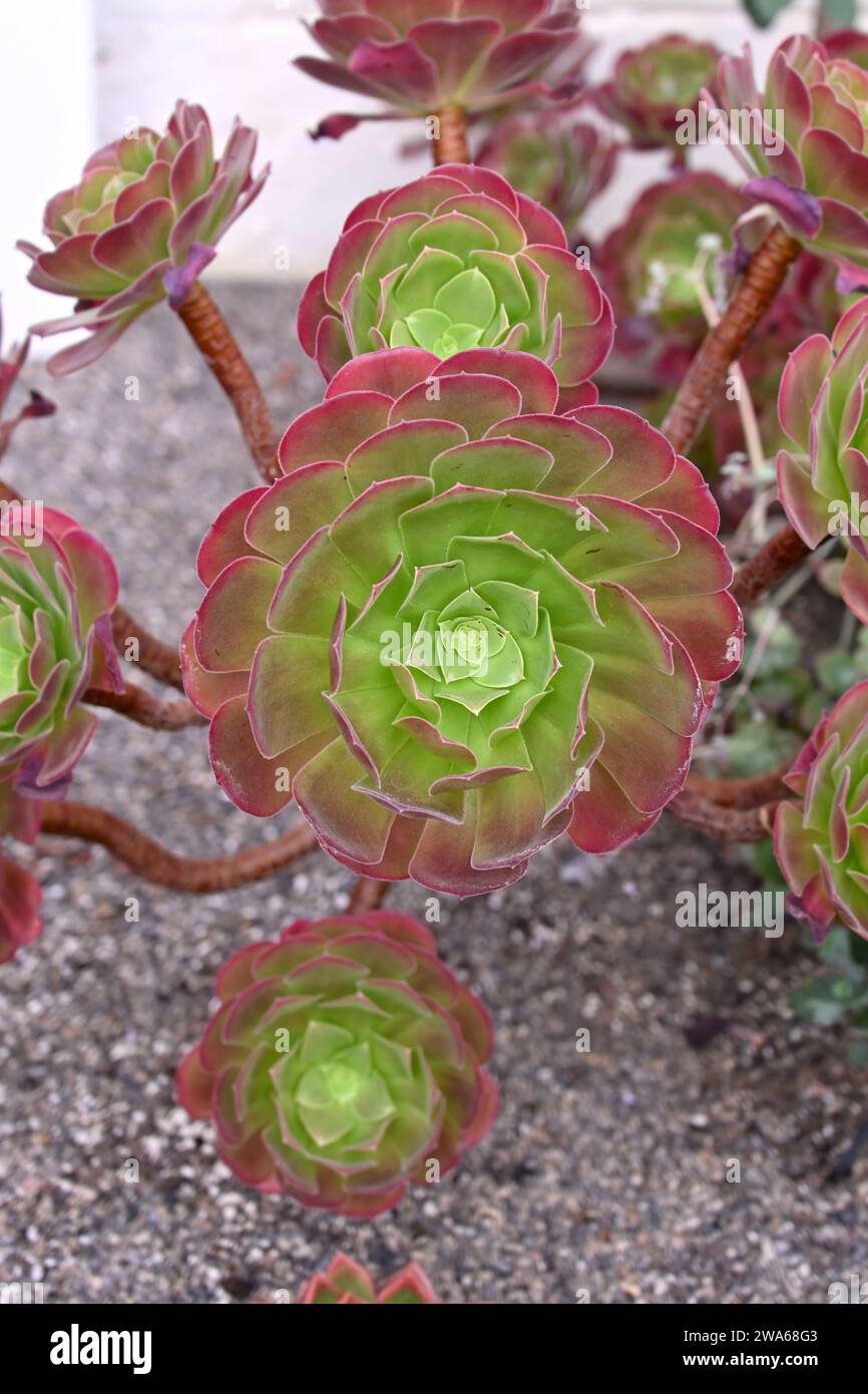 Aeonium Velour wächst im Topf im britischen Gewächshaus September Stockfoto