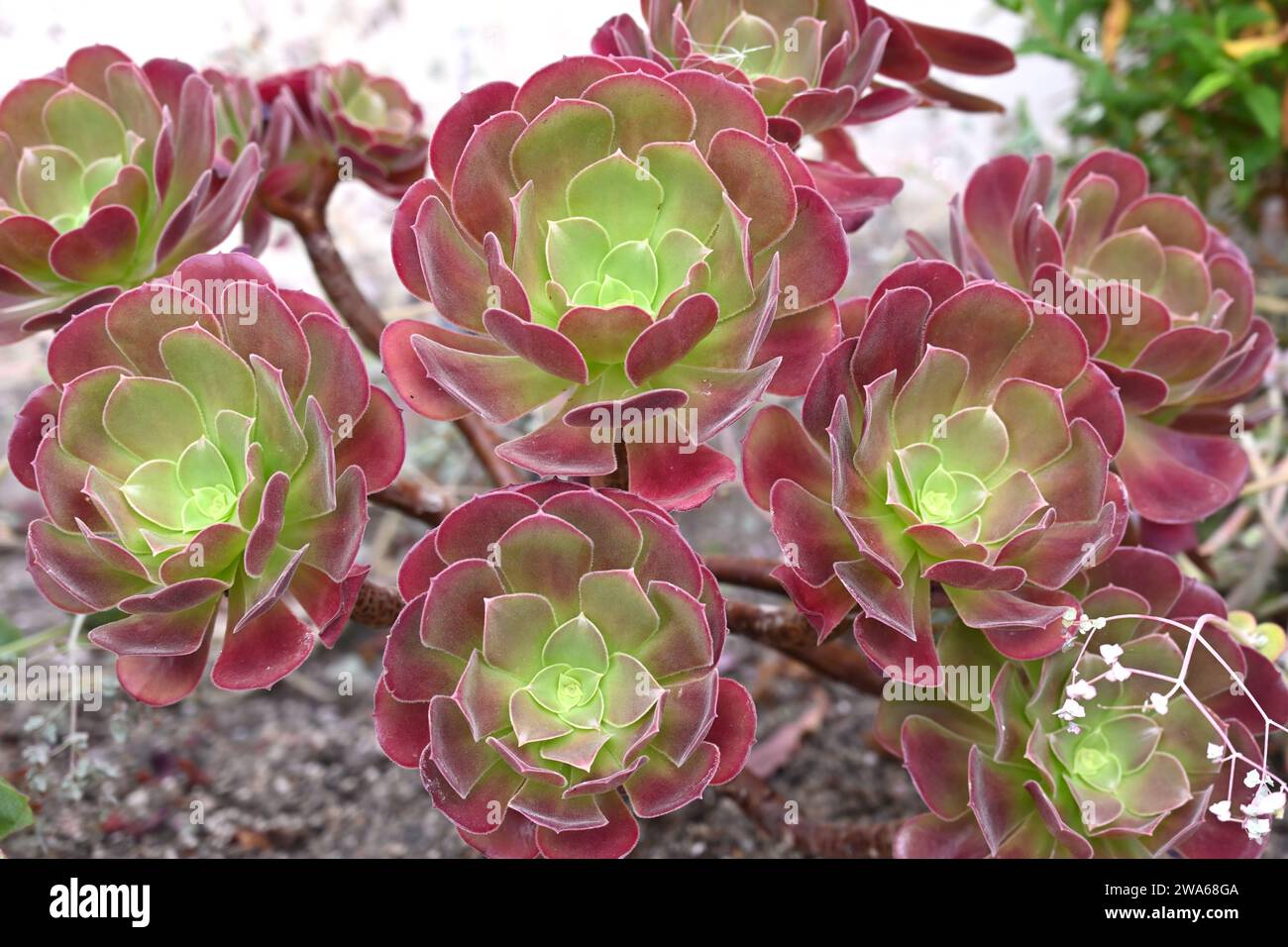 Aeonium Velour wächst im Topf im britischen Gewächshaus September Stockfoto