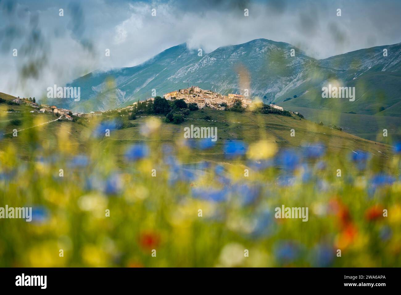 Castelluccio von Norcia blüht. Monti Sibillini Nationalpark, Perugia Bezirk, Umbrien, Italien, Europa. Stockfoto