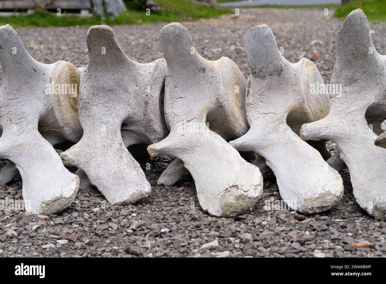 Knochen eines Walwirbels in Island, an der Küste Stockfoto