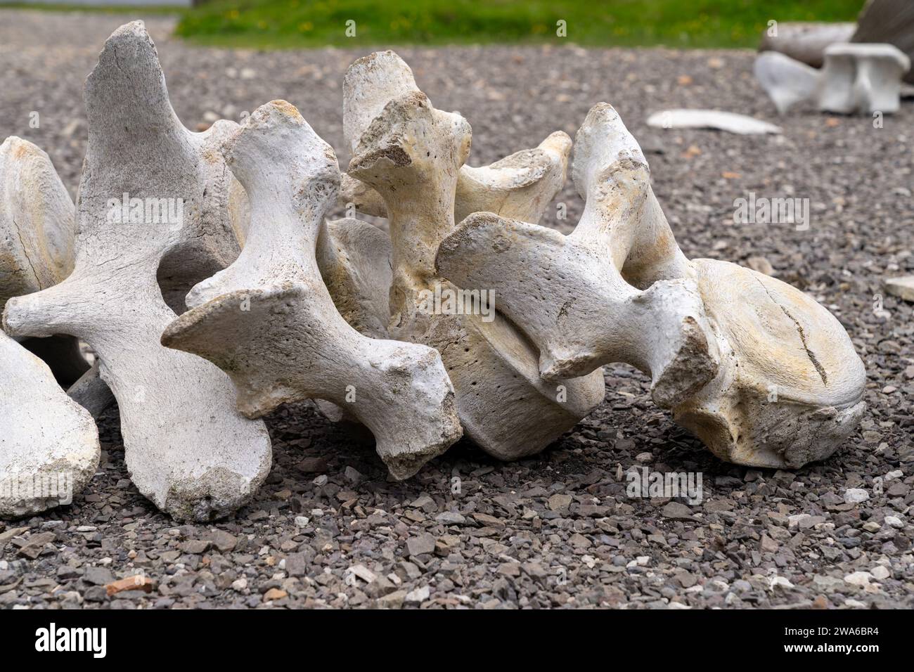 Knochen eines Walwirbels in Island, an der Küste Stockfoto
