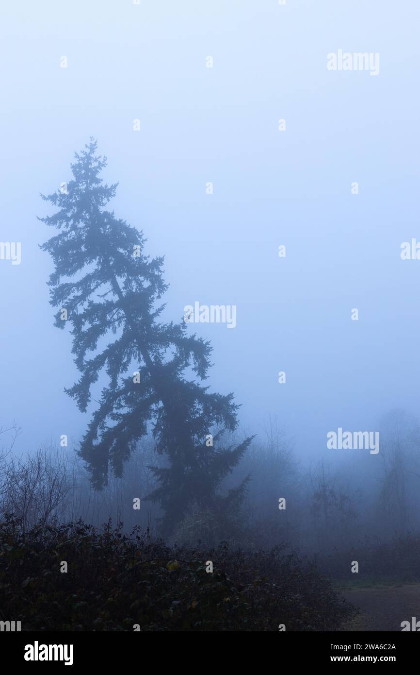 Silhouette eines hohen Baumes, der sich unsicher auf einem nebeligen Feld beugt. Stockfoto