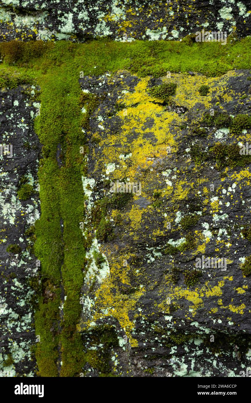 Nahaufnahme von Moos und Flechten an einer Steinmauer. Stockfoto