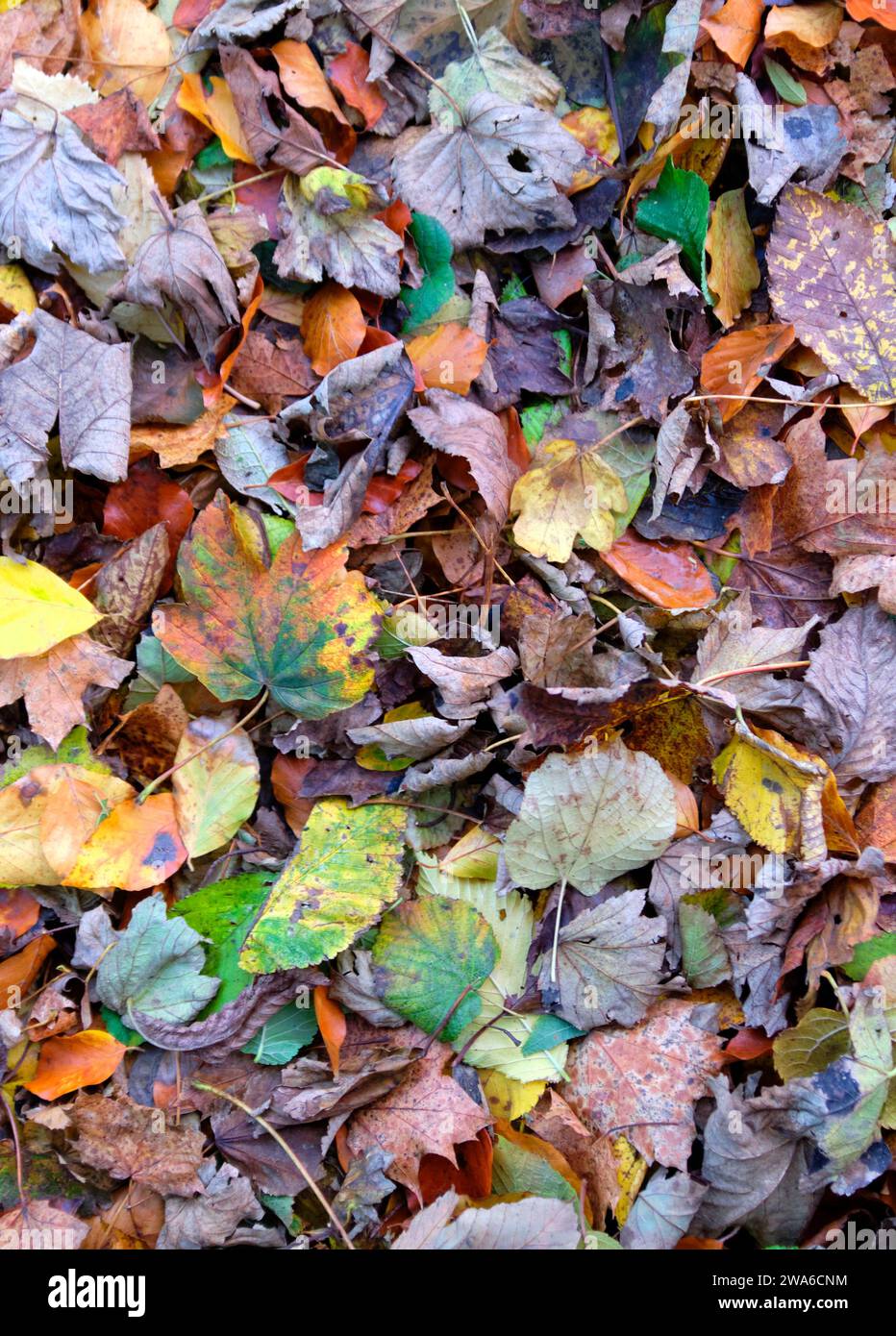 Farbe der Herbstblätter, Womersley, North Yorkshire, Vereinigtes Königreich Stockfoto