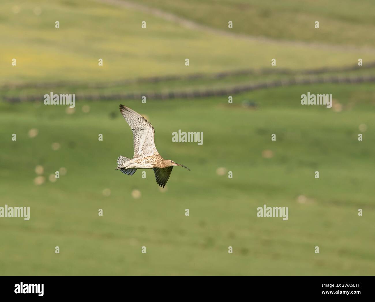 Eurasischer Brachvogel Numenius arquata, im Flug über Hochland Schafweide, Bruthabitat, Teesdale, County Durham, England, Großbritannien, Juni. Stockfoto