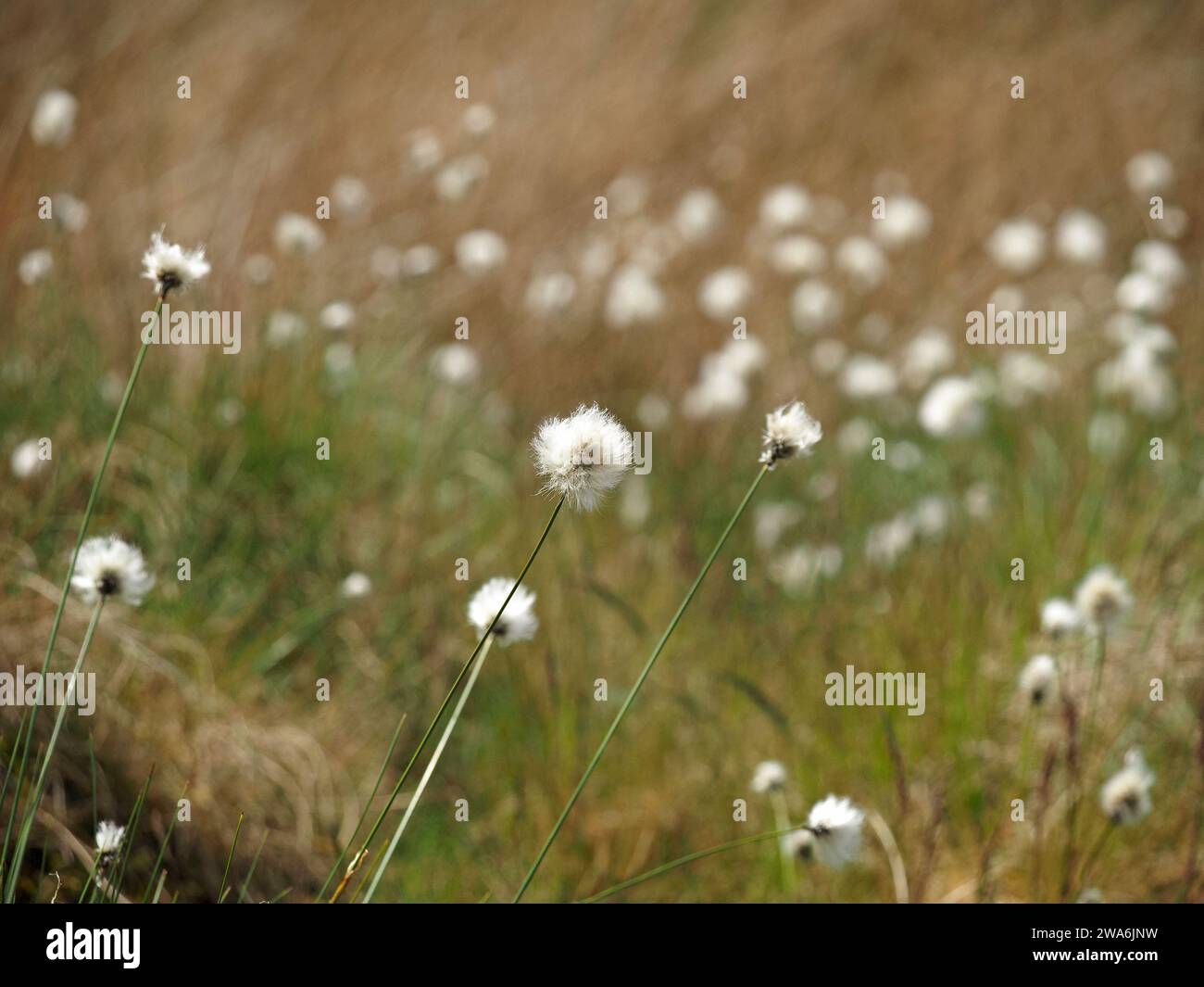 Weiße, flauschige Samenköpfe von gemeinem Baumwollgras (Eriophorum angustifolium - wirklich ein Segge), die im Wind auf dem exponierten Moor in Cumbria, England, wehen. Stockfoto