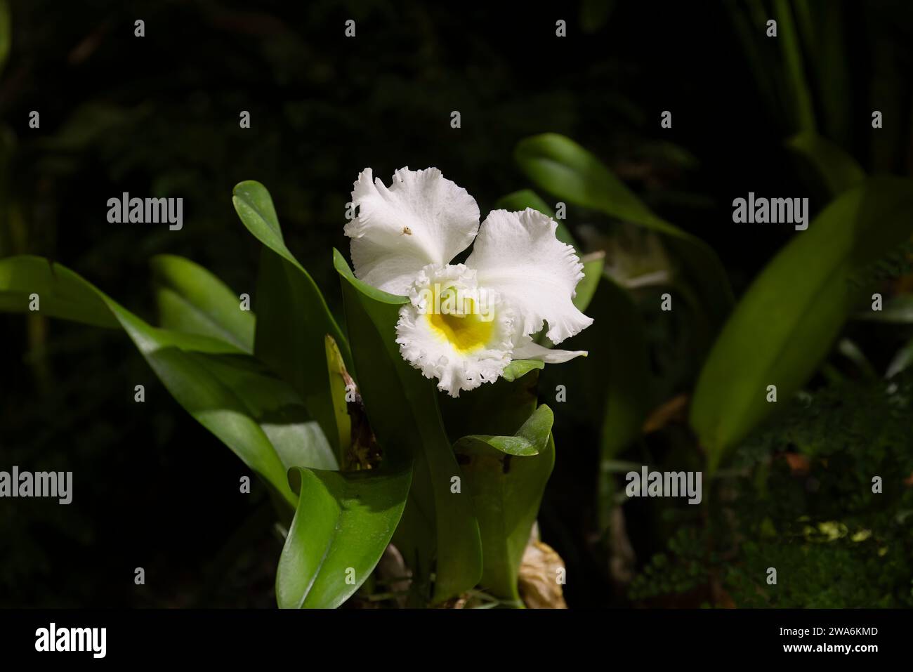 Orchidee mit Blume Nahaufnahme bei der Ausstellung Stockfoto