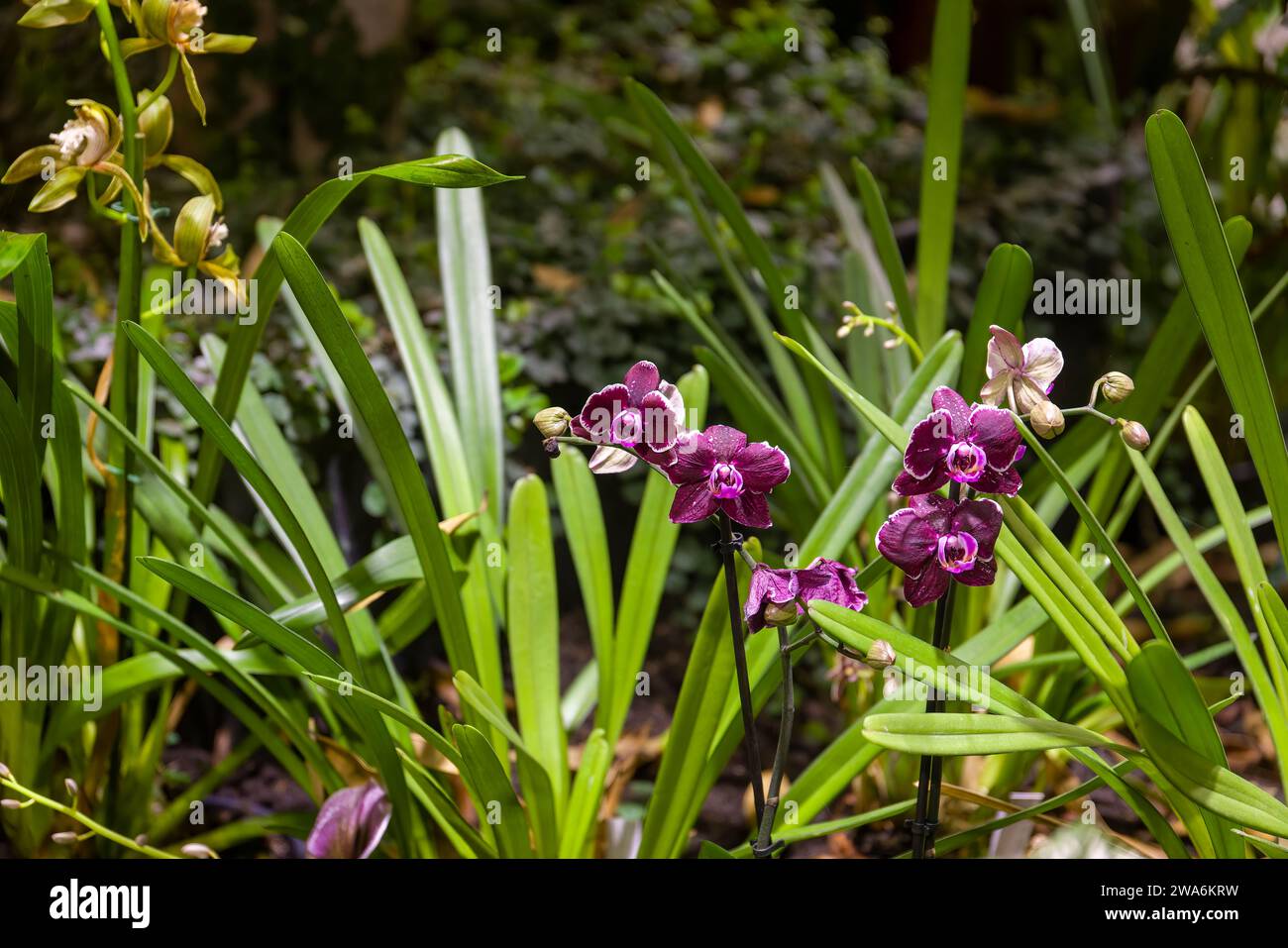 Orchidee mit Blume Nahaufnahme bei der Ausstellung Stockfoto
