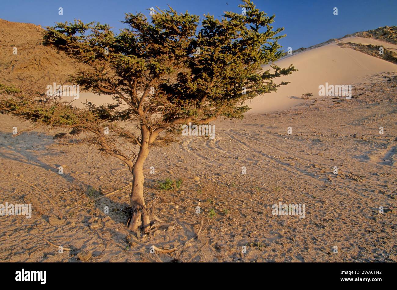 Acacia pennivenia ist eine Leguminosenart aus der Familie der Fabaceae. Sie ist ein Endemit von Socotra. Ihr natürlicher Lebensraum sind subtropische oder tropische Trockenwälder. Stockfoto