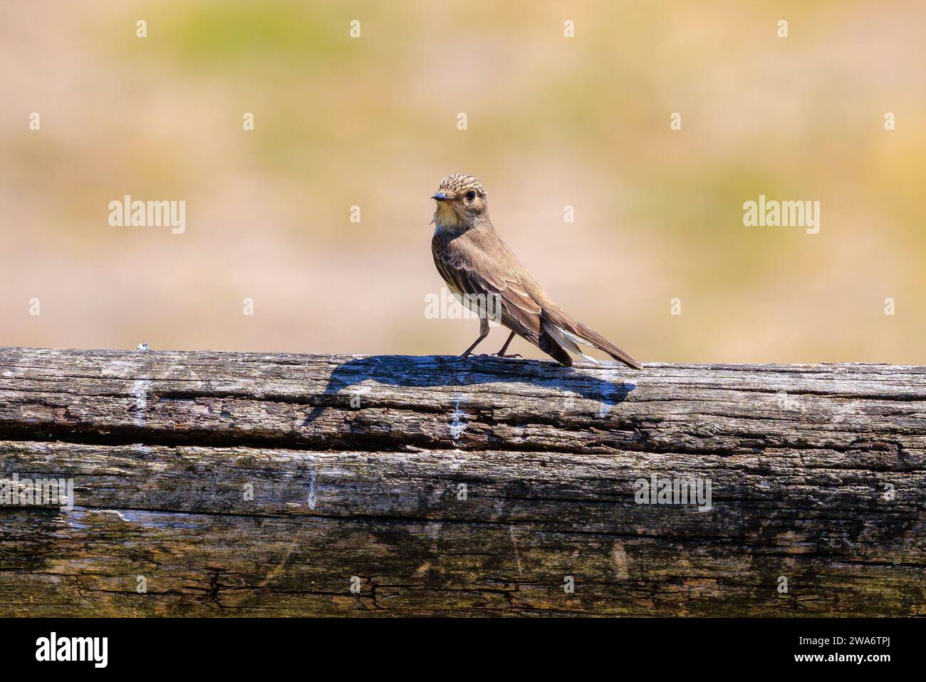 Nahaufnahme eines gefleckten Fliegenfängervogels, Muscicapa striata, der auf einem Zweig sitzt und während der Frühjahrszeit in einem grünen Wald singt. Stockfoto