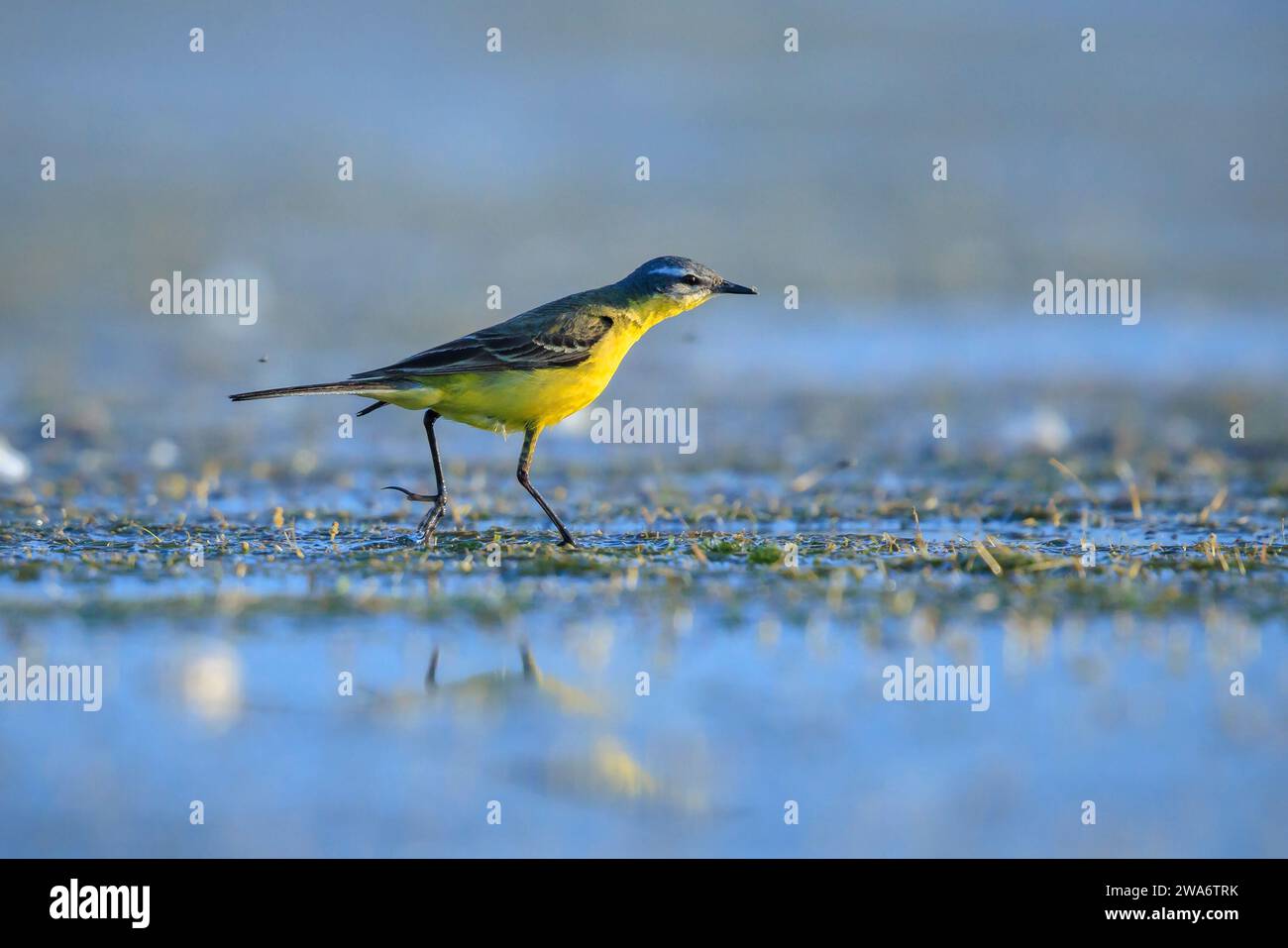 Nahaufnahme eines männlichen, gelben Wagschwanzvogel Motacilla Flava, der an einem sonnigen Tag in der Frühlingssaison im Wasser forscht. Stockfoto