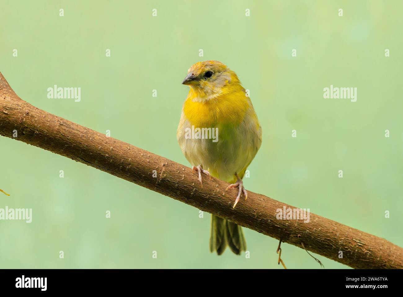 Nahaufnahme eines safranfinks, Sicalis flaveola, in einem Wald. Stockfoto