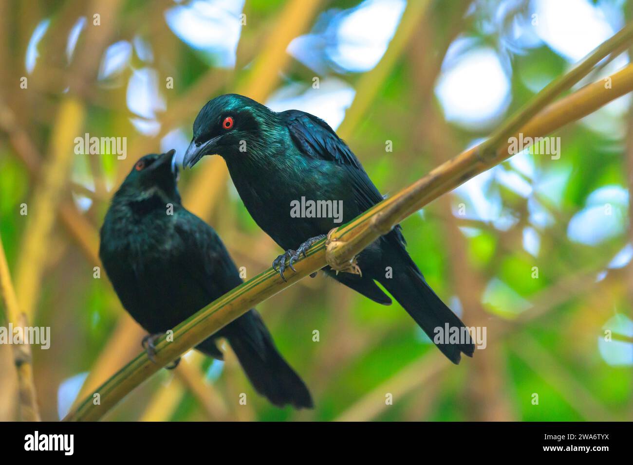 Nahaufnahme eines Metallic-Starens, Aplonis metallica oder funkelnden Starens, eines Vogels, der auf den Molukken, Neuguinea, Queensland und den Salomonen beheimatet ist. Stockfoto