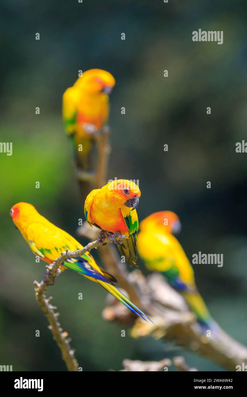 Nahaufnahme von Sun Sittich oder Sun sittiche Aratinga solstitialis, Vogel. Es ist eine mittelgrosse, farbenprächtige Papageien in nordöstlichen Südamerika Stockfoto