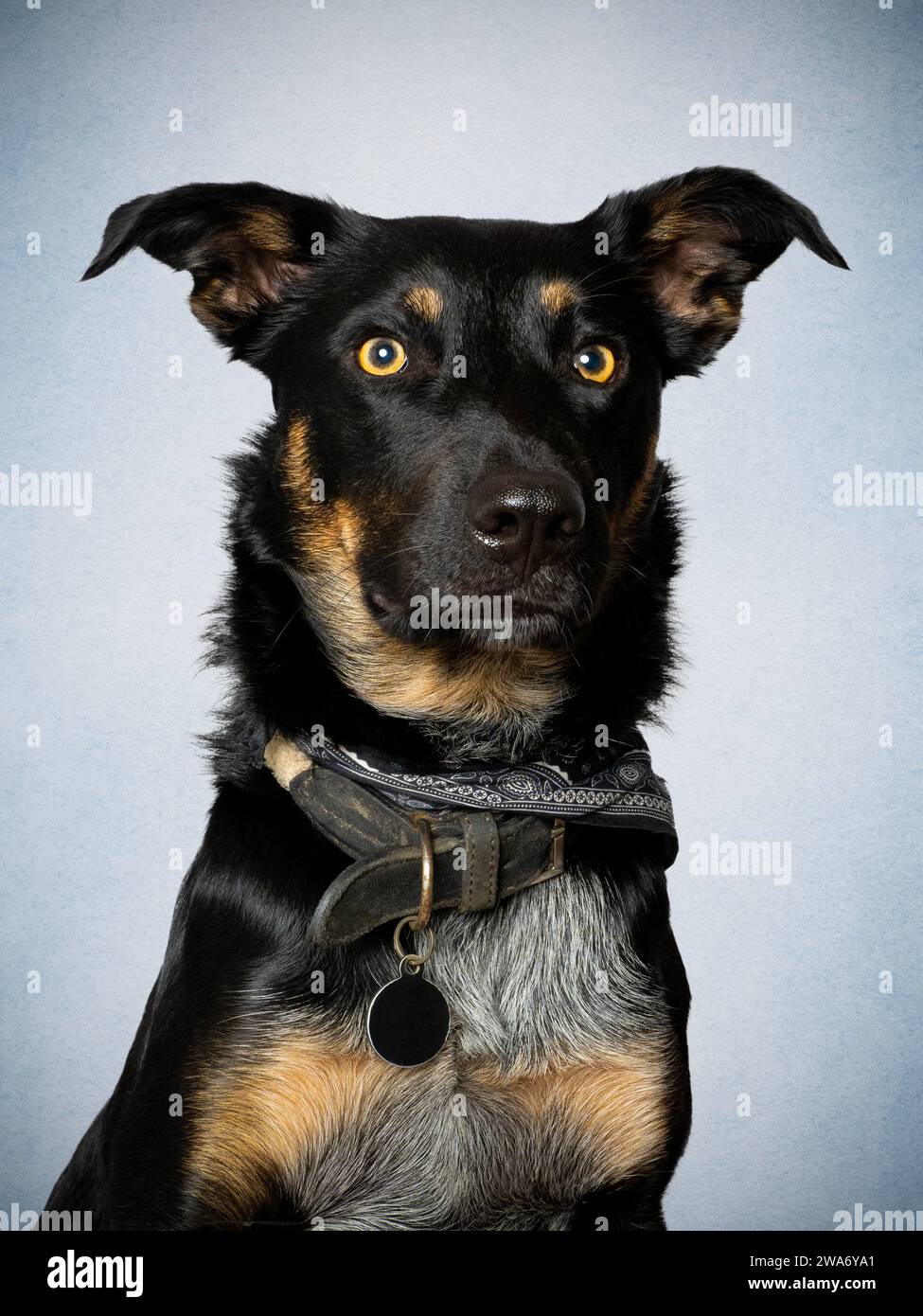 Border Collie Cross Australian Kelpie Stockfoto