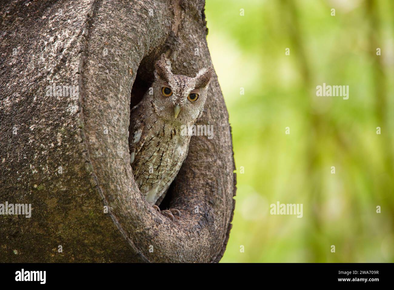 Erwachsene pazifische Kreiseleule (Megascops cooperi), die den Nesteingang bewacht. Tropischer Trockenwald, Guanacaste, Costa Rica. Stockfoto