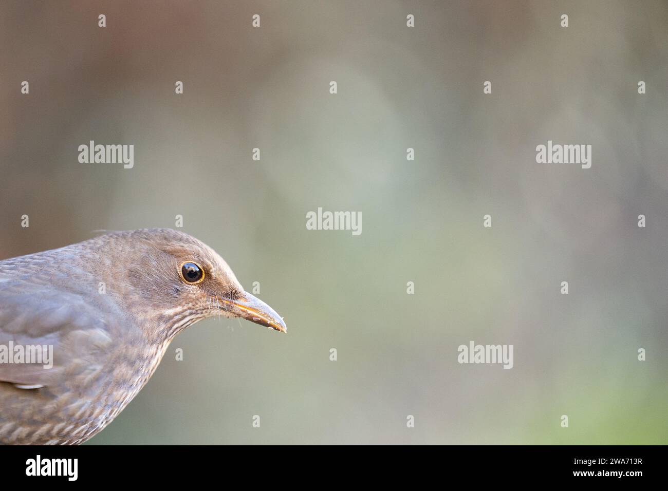 Kopfaufnahme einer weiblichen Amsel (Turdus merula) mit Kopierraum in einem britischen Hintergarten mit natürlichem Hintergrund. Yorkshire, Großbritannien im Winter Stockfoto