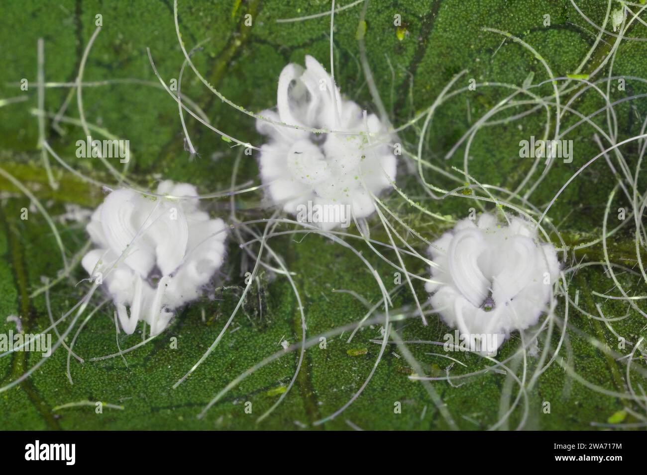 Aleurodicus dispersus, die spiralförmige weiße Fliege, ist eine Art von kleinen, weißen, saftsaugenden Insekten, ein wahrer Käfer in der Ordnung Hemiptera. Larven. Stockfoto