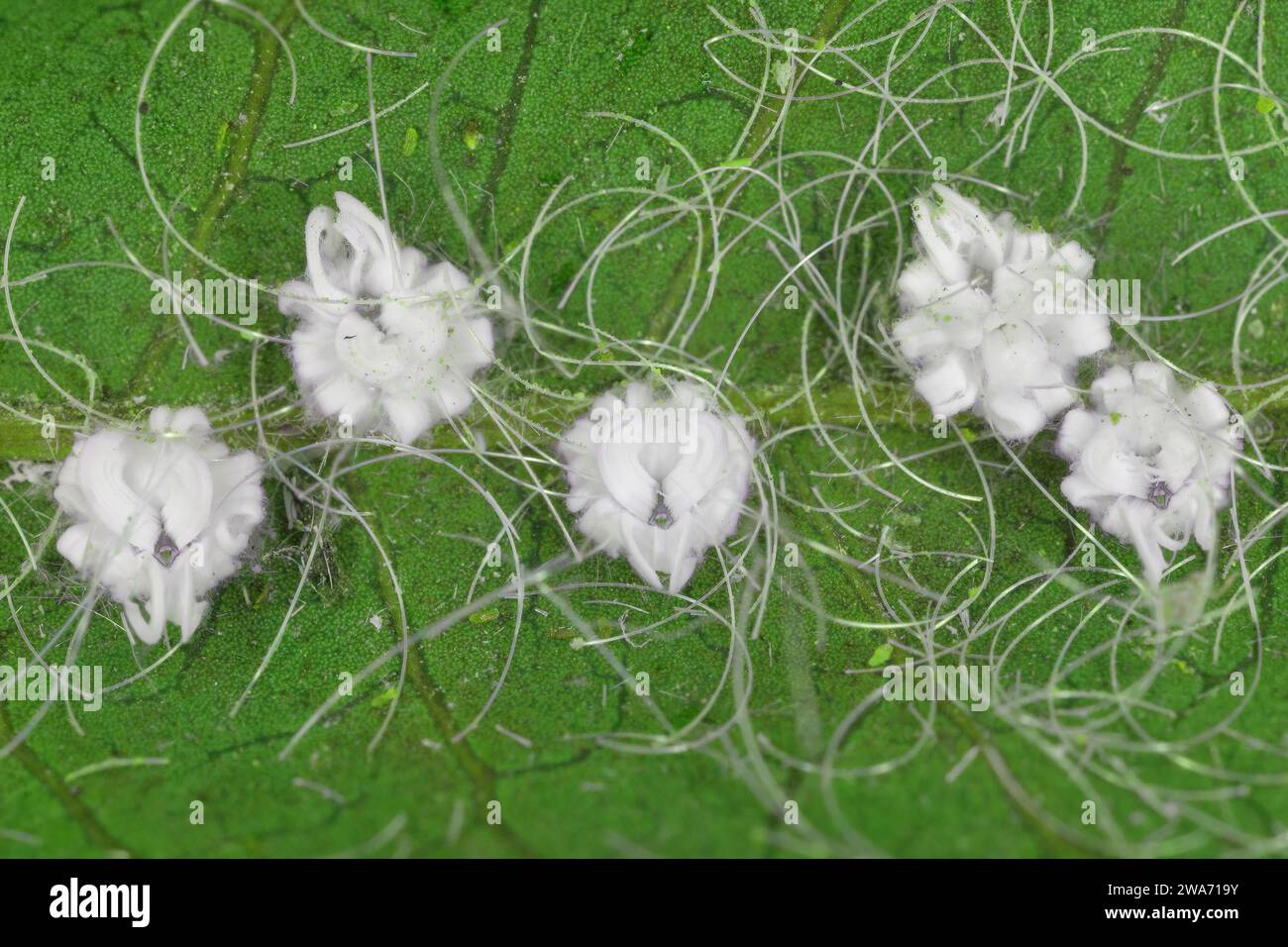 Aleurodicus dispersus, die spiralförmige weiße Fliege, ist eine Art von kleinen, weißen, saftsaugenden Insekten, ein wahrer Käfer in der Ordnung Hemiptera. Larven. Stockfoto