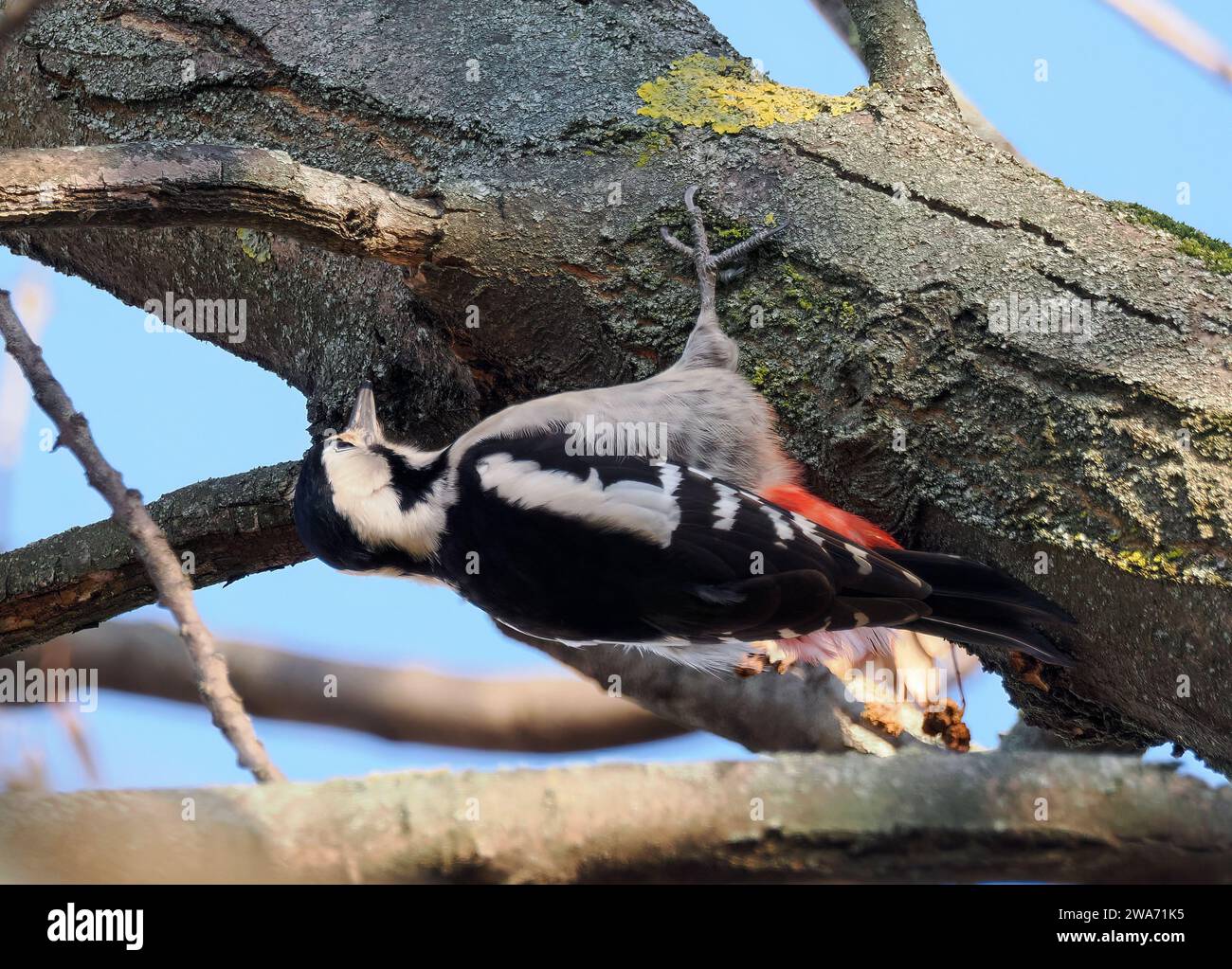 Syrischer Spechte, Blutspecht, PIC syriaque, Dendrocopos syriacus, balkáni fakopáncs, Budapest, Ungarn, Magyarország, Europa Stockfoto