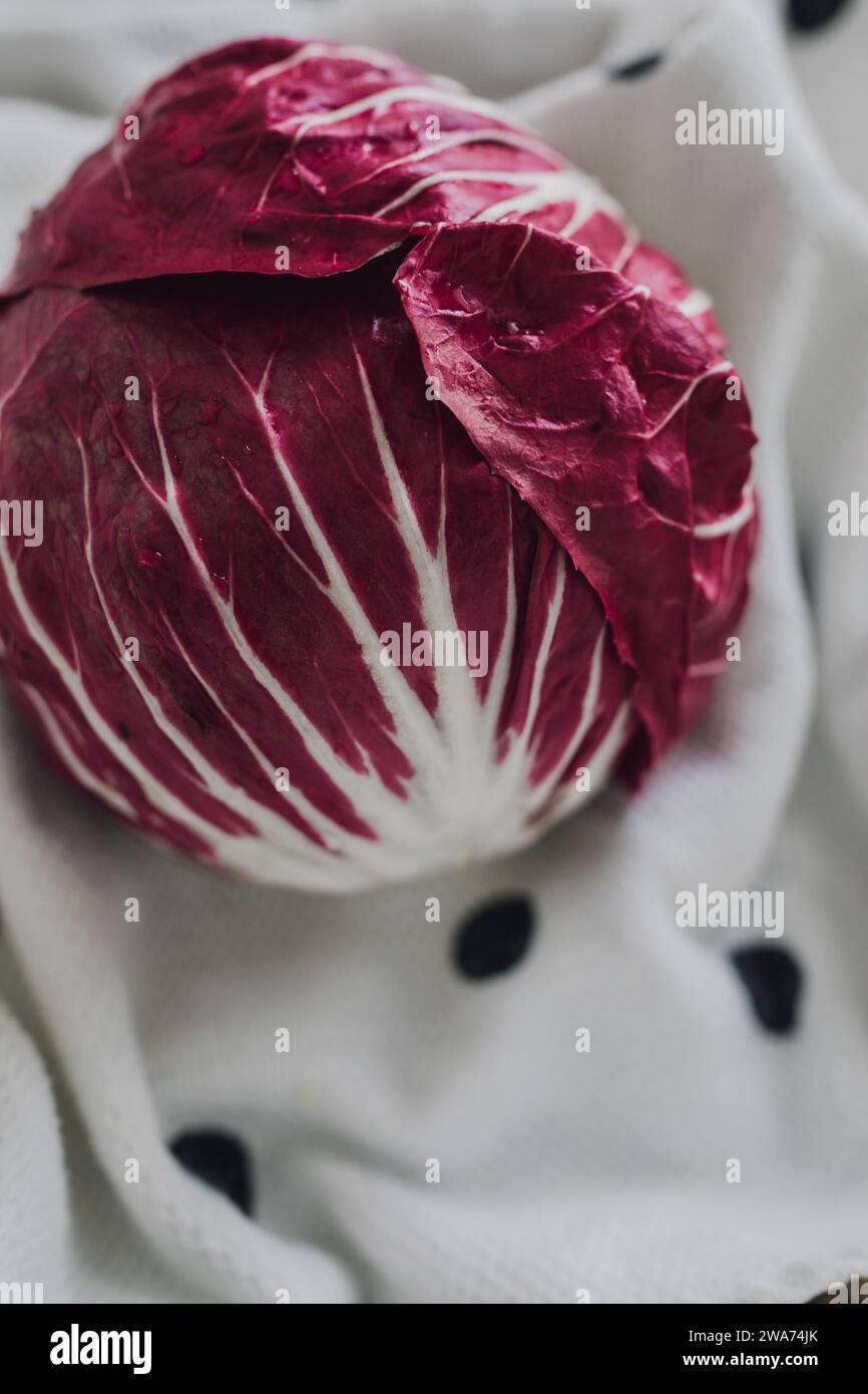 Radicchio-Kopf, italienisches Zichorienblatt-Gemüse auf Polka Dot-Geschirrtuch Stockfoto