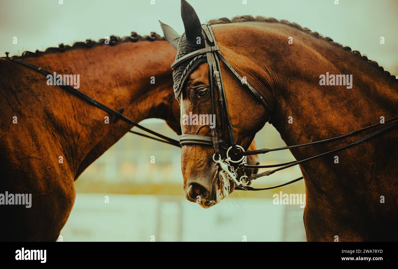 Porträt zweier Lorpferde an einem bewölkten Tag. Reitdressurwettbewerb. Reiten. Pferde mit geflochtenen Mähnen. Stockfoto