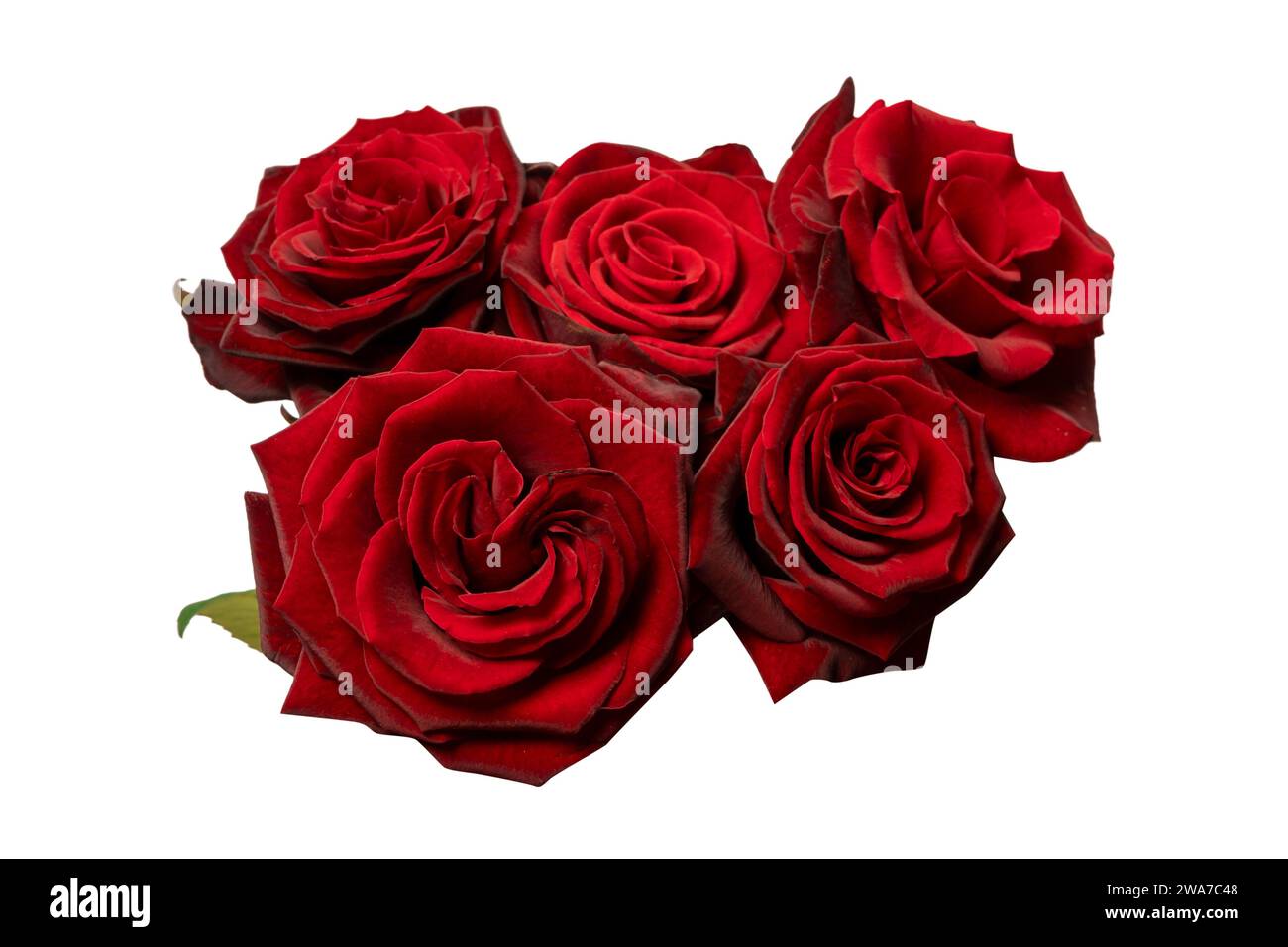 Ein Blumenstrauß wunderschöner roter Rosen auf weißem Hintergrund. Draufsicht. Stockfoto