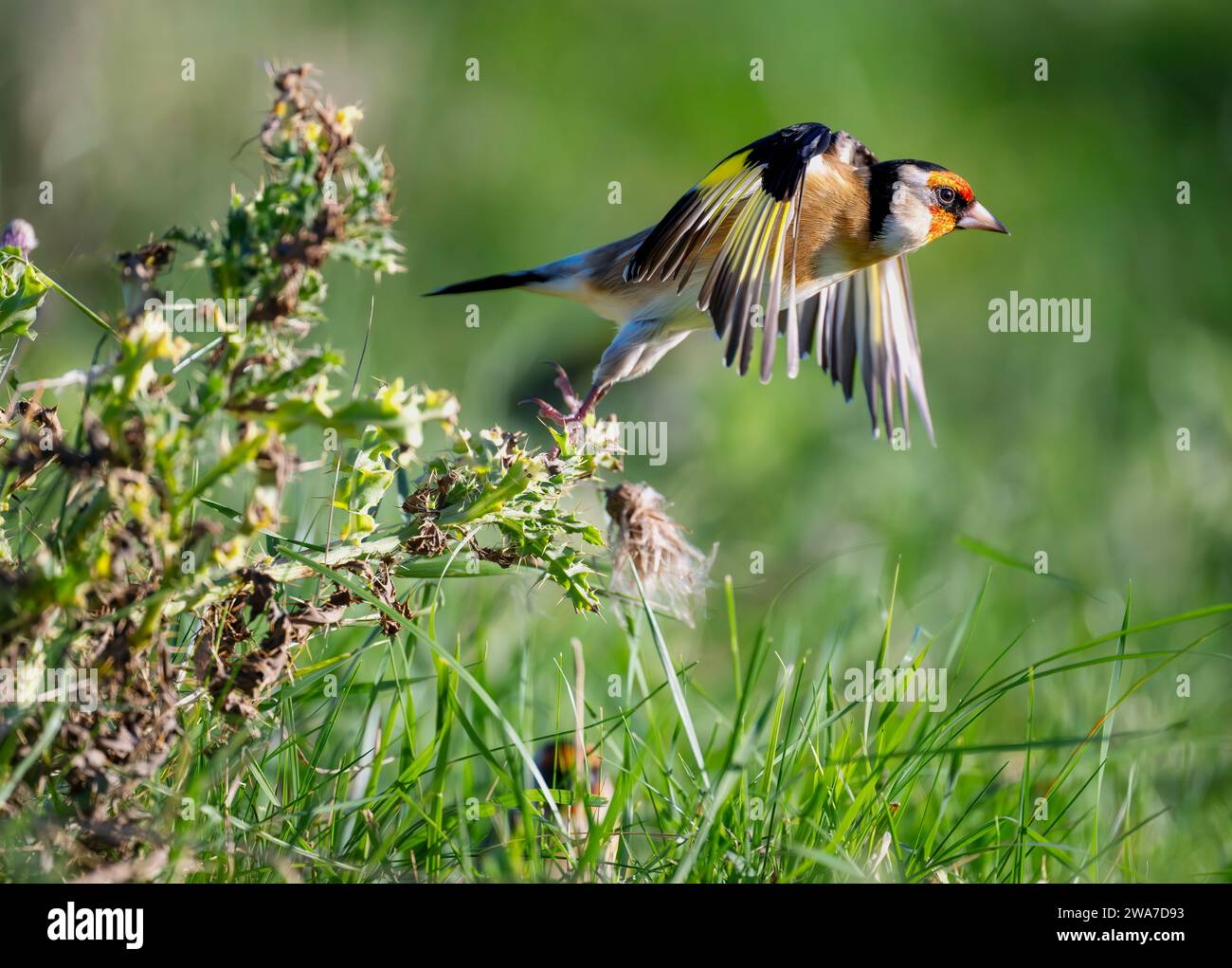 Goldfinch Carduelis carduelis startet von einer Gruppe von Distelköpfen aus North Norfolk, Großbritannien Stockfoto