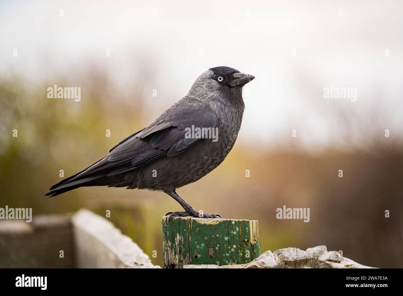 blackbird sitzt auf Holzzaun mit verschwommenem Hintergrund Stockfoto