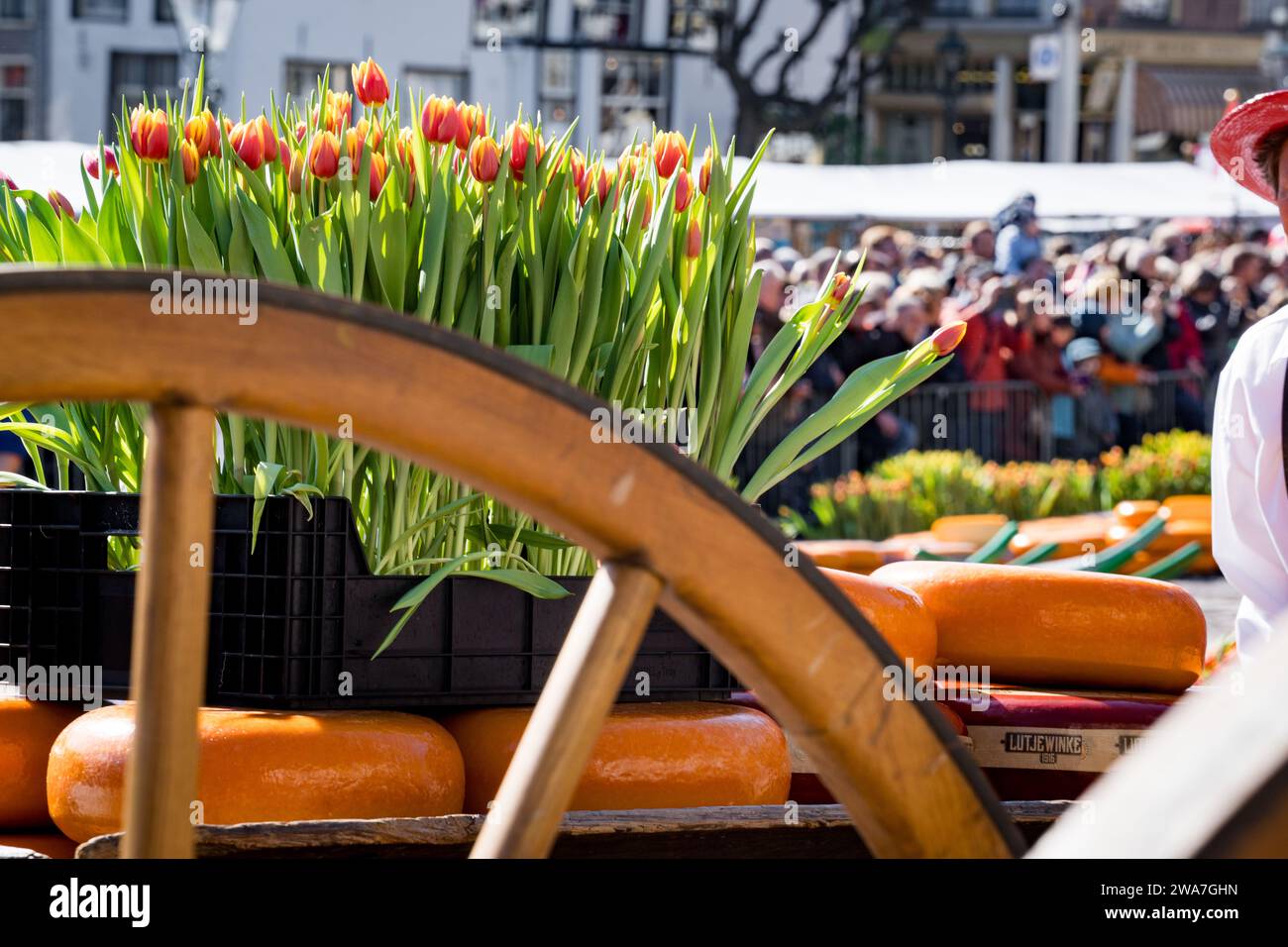 Historischer Käsemarkt in alkmaar mit Tulpen, Käse und Touristen Stockfoto