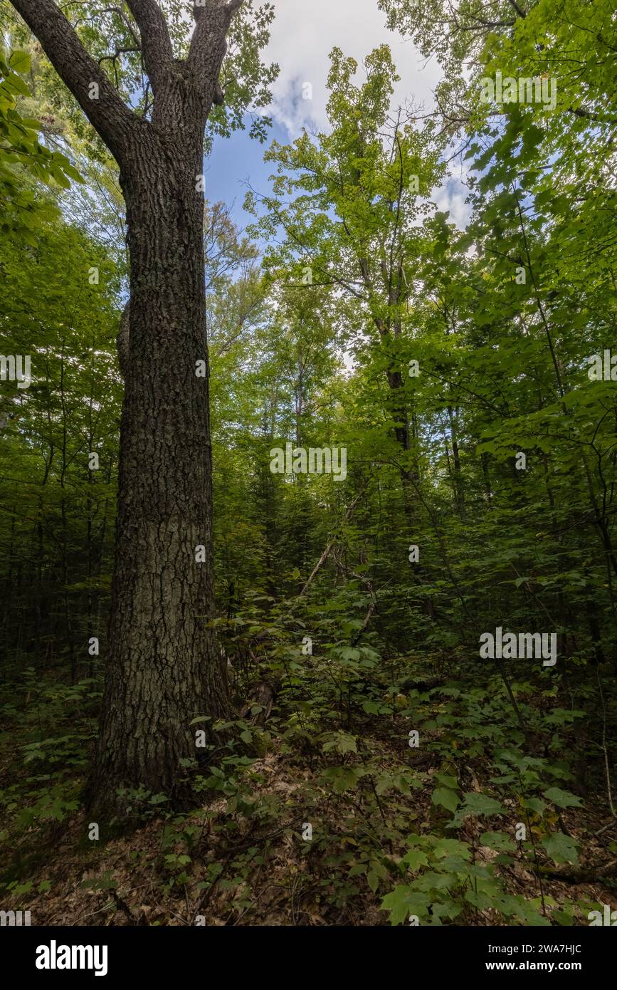 Laubbäume mit grünen Sommerblättern im Wald von Haliburton Ontario Stockfoto