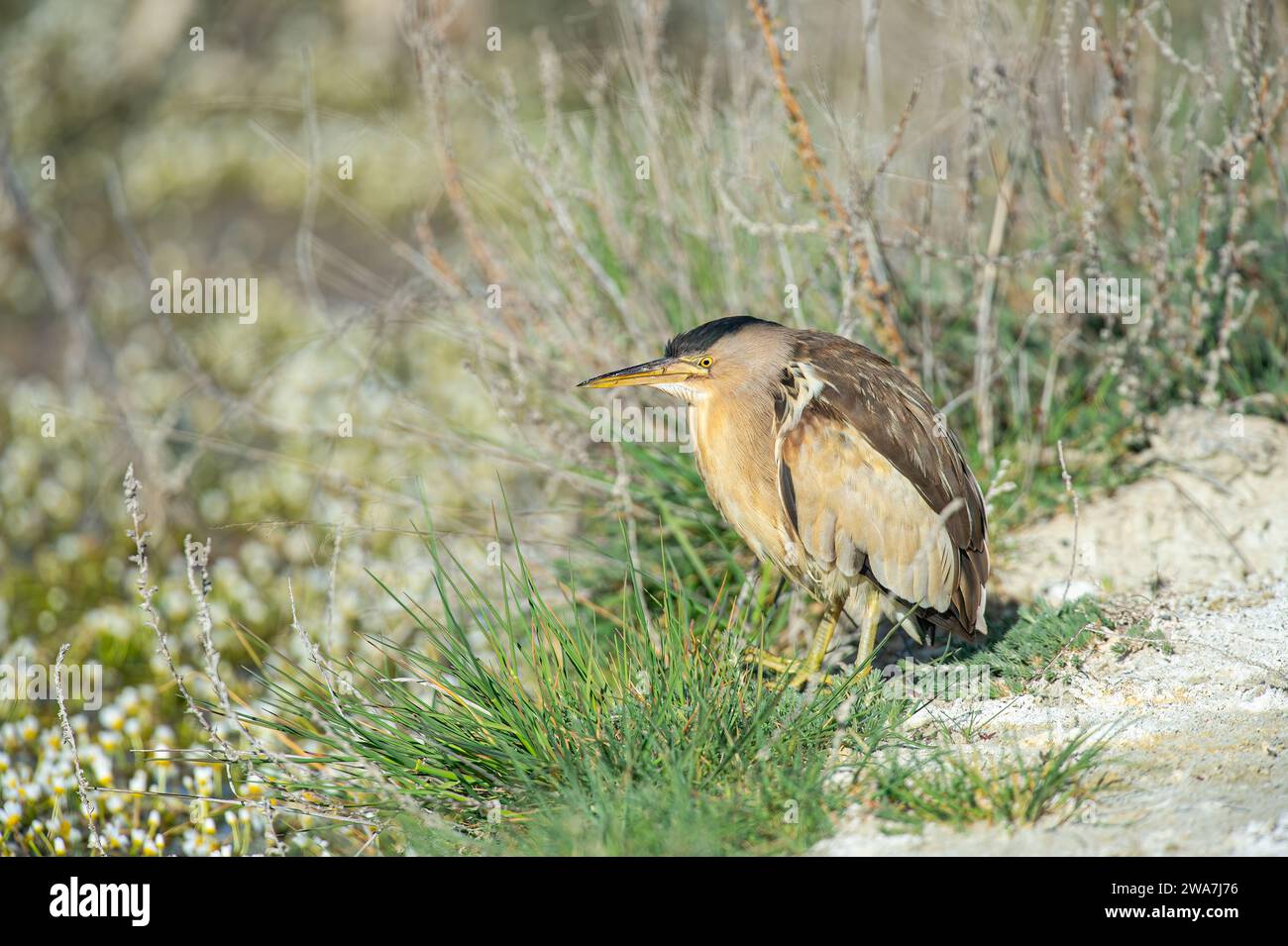 Kleine Bittern, Ixobrychus minutus, jagen am Fluss. Stockfoto