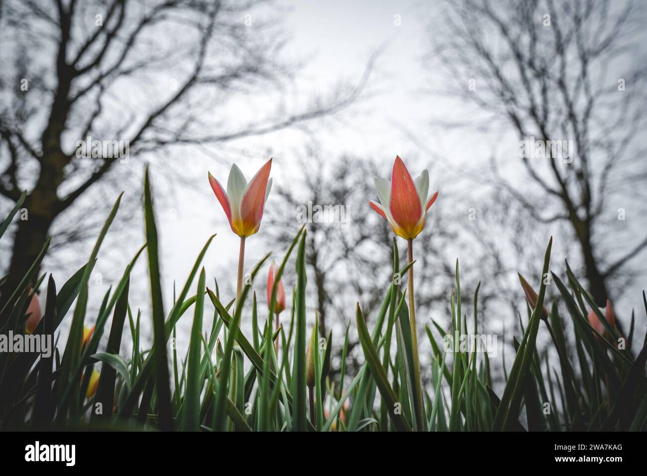 Rote und weiße Tulpen auf dem Gras Stockfoto