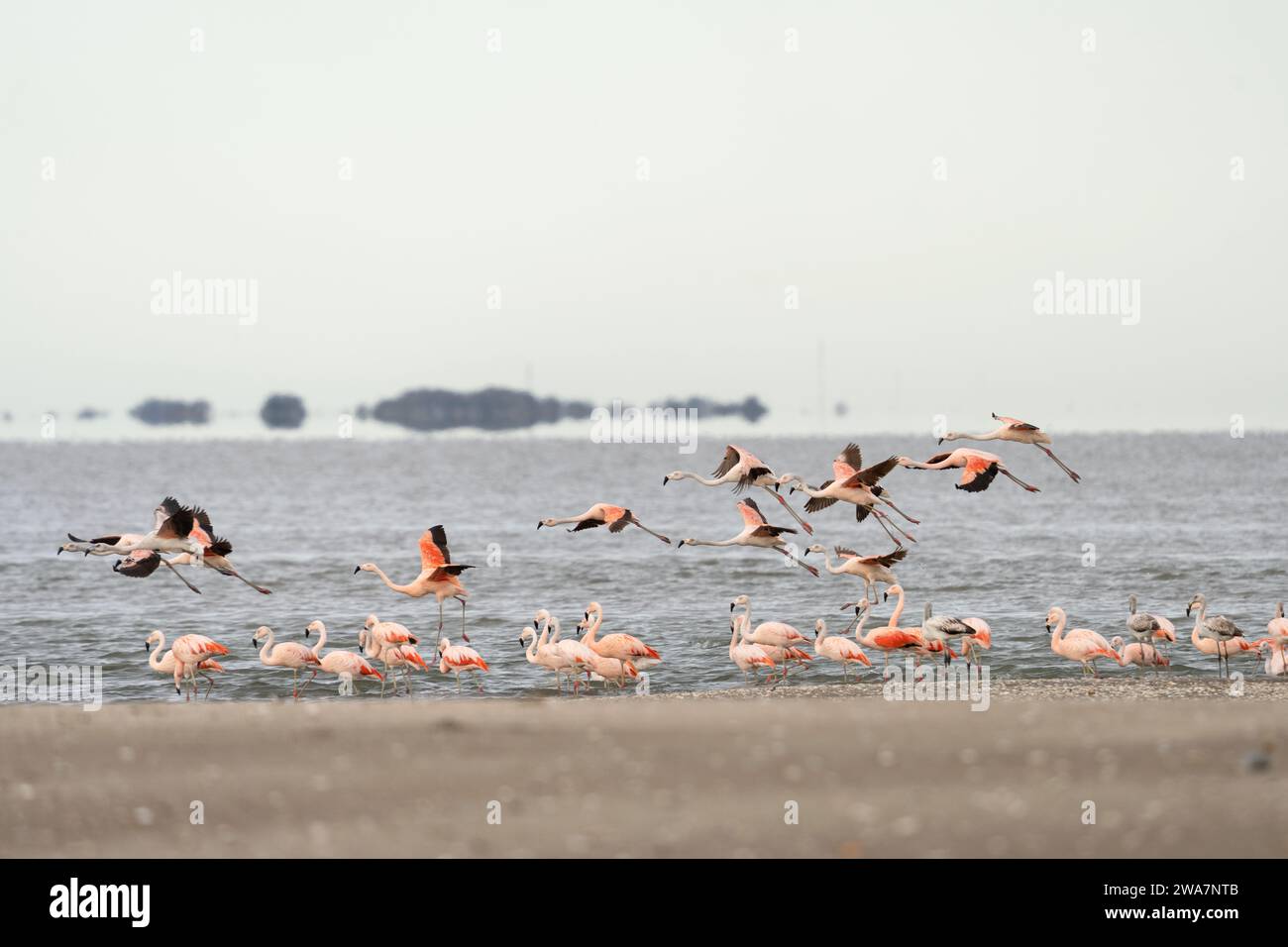 Chilenische Flamingos fliegen an der argentinischen Küste. Flamingos in der Nähe des Ozeans. Rosafarbener Vogel mit langem Hals. Stockfoto