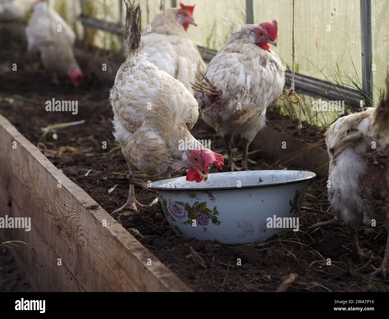 Hat Hühnchen in ihrem neuen Gewächshaus gerettet Stockfoto