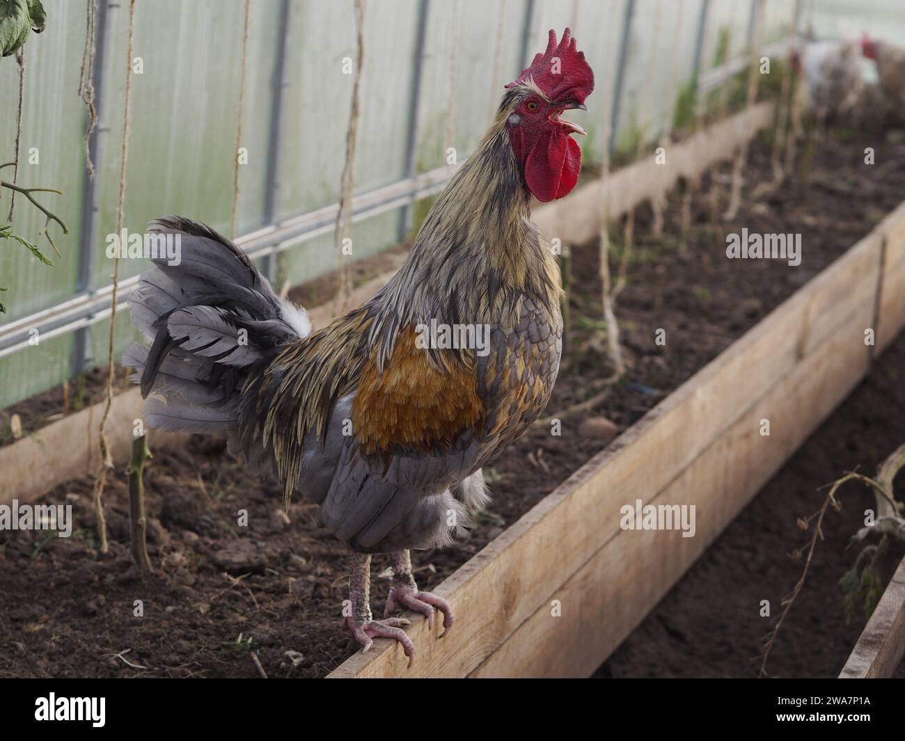 Hat Hühnchen in ihrem neuen Gewächshaus gerettet Stockfoto