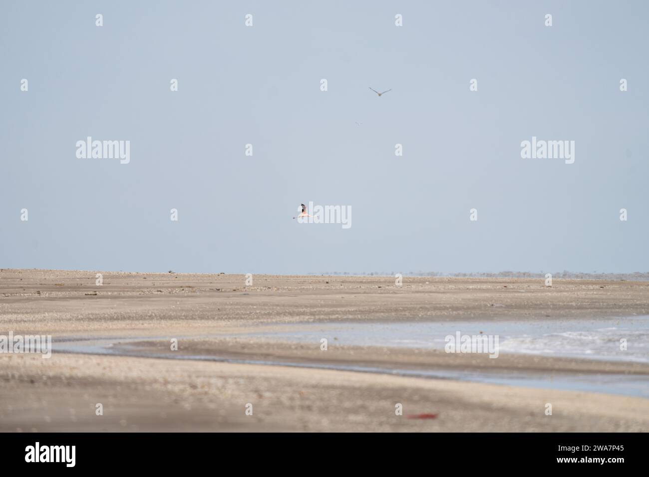 Chilenische Flamingos fliegen an der argentinischen Küste. Flamingos in der Nähe des Ozeans. Rosafarbener Vogel mit langem Hals. Stockfoto