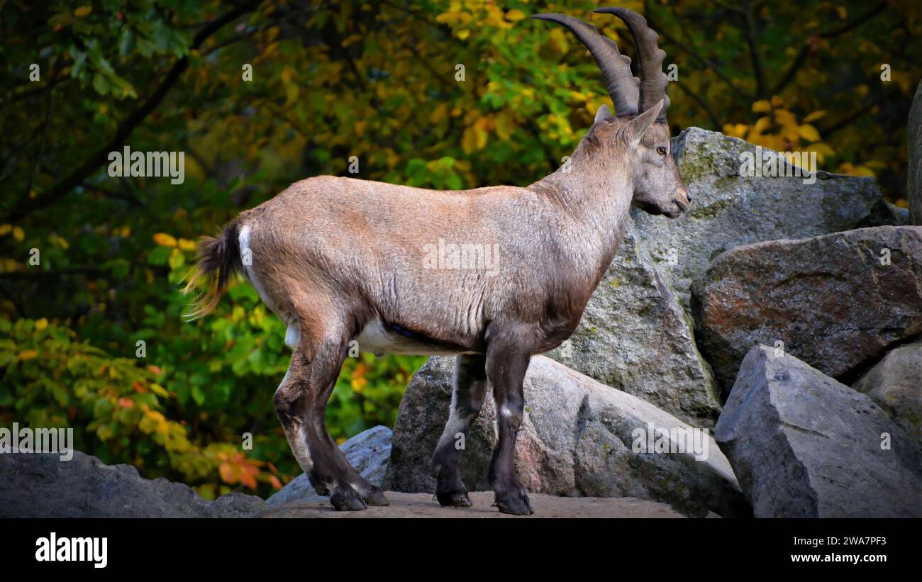 Seitenansicht eines Alpensteinbocks (Capra ibex), der auf Felsen steht mit Herbstlaub im Hintergrund Stockfoto