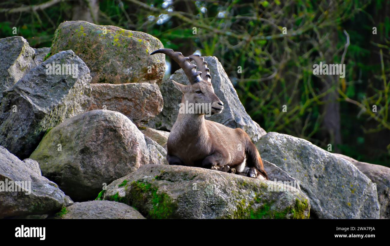 Ein Alpensteinbock (Capra ibex) liegt und ruht auf großen Felsen mit grünem Moos und Waldhintergrund Stockfoto
