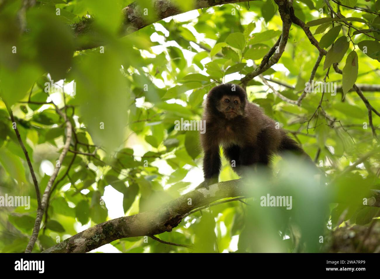 Schwarzer Kapuzineraffe im Nationalpark Iguazu Falls. Sapajus nigritus im Regenwald. Kleine dunkle Affen klettern im argentinischen Wald hoch. Stockfoto