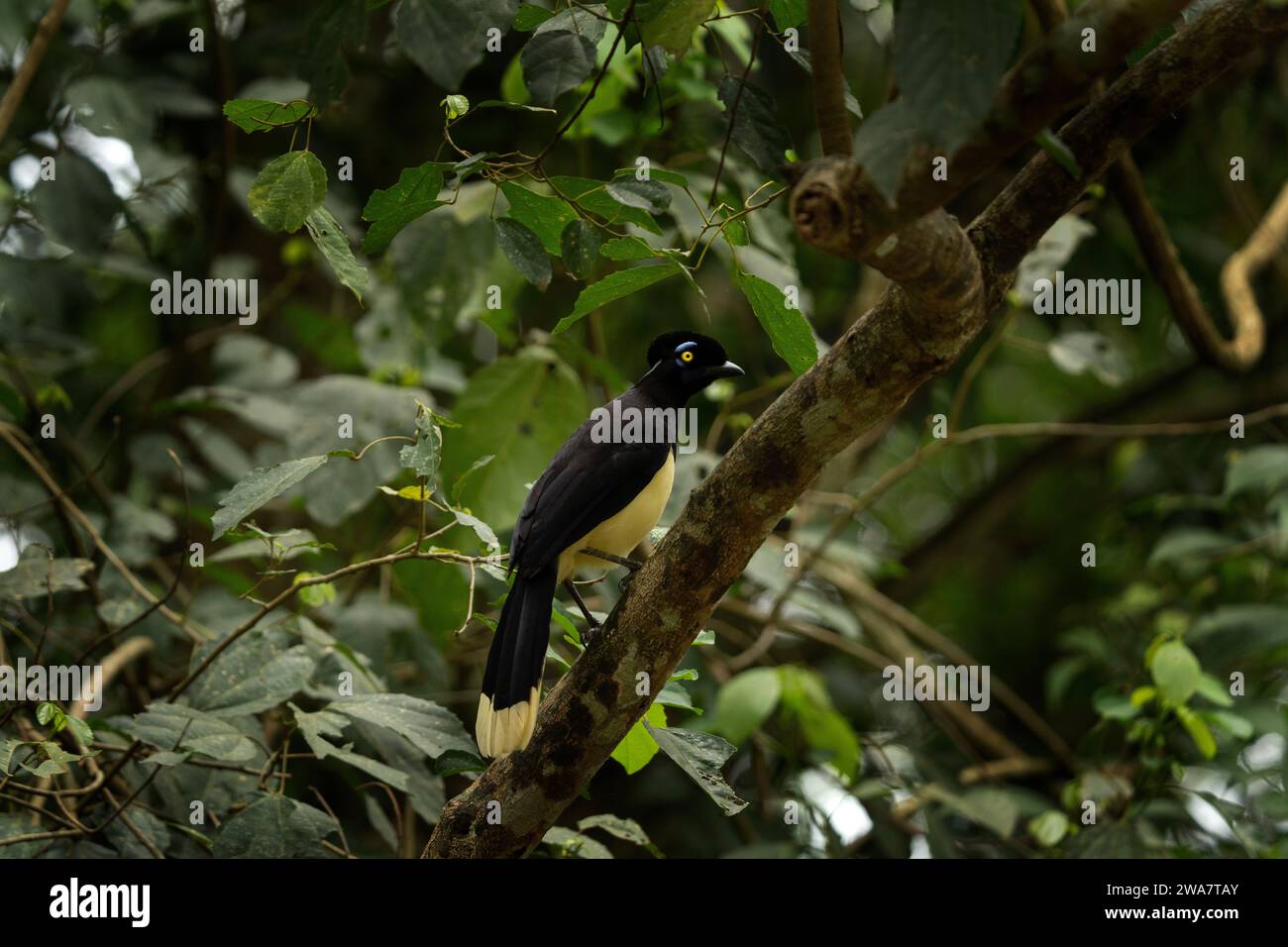 Plüschkäppchen jay sitzt auf dem Zweig im Nationalpark Iguazu Falls. Jay im Regenwald. Schwarzer Vogel mit weißem Bauch und blauem Fleck auf dem Th Stockfoto