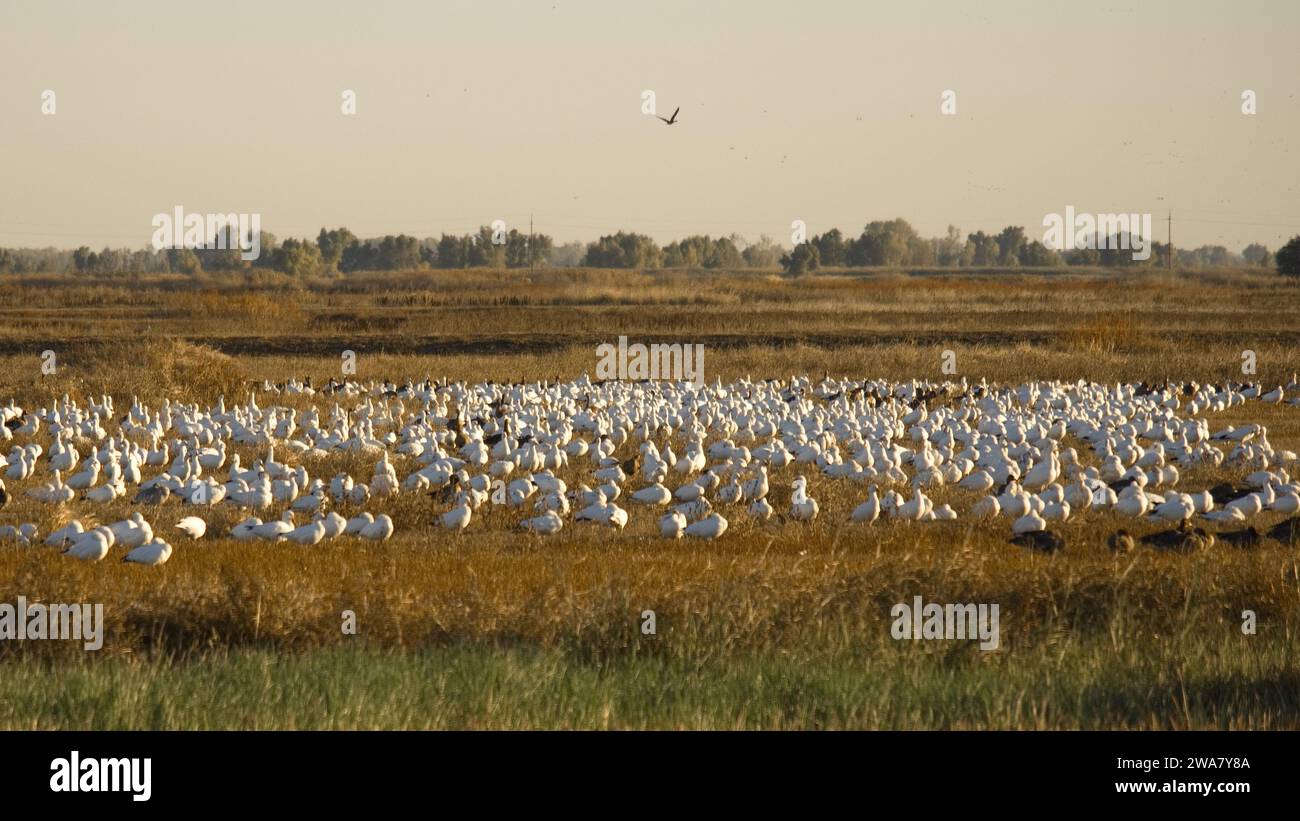 Kanadische Elche in Quebec Stockfoto