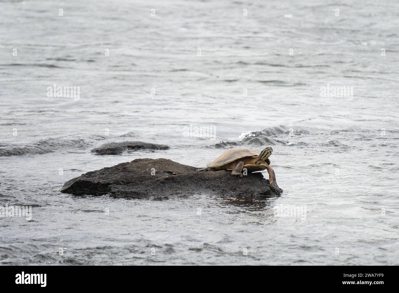 Phrynops williamsi entspannt sich auf dem Felsen im Nationalpark Iguazu Falls. Williams Side Halsschildkröte im Fluss. Südamerika-Schildkröte in den Foren Stockfoto