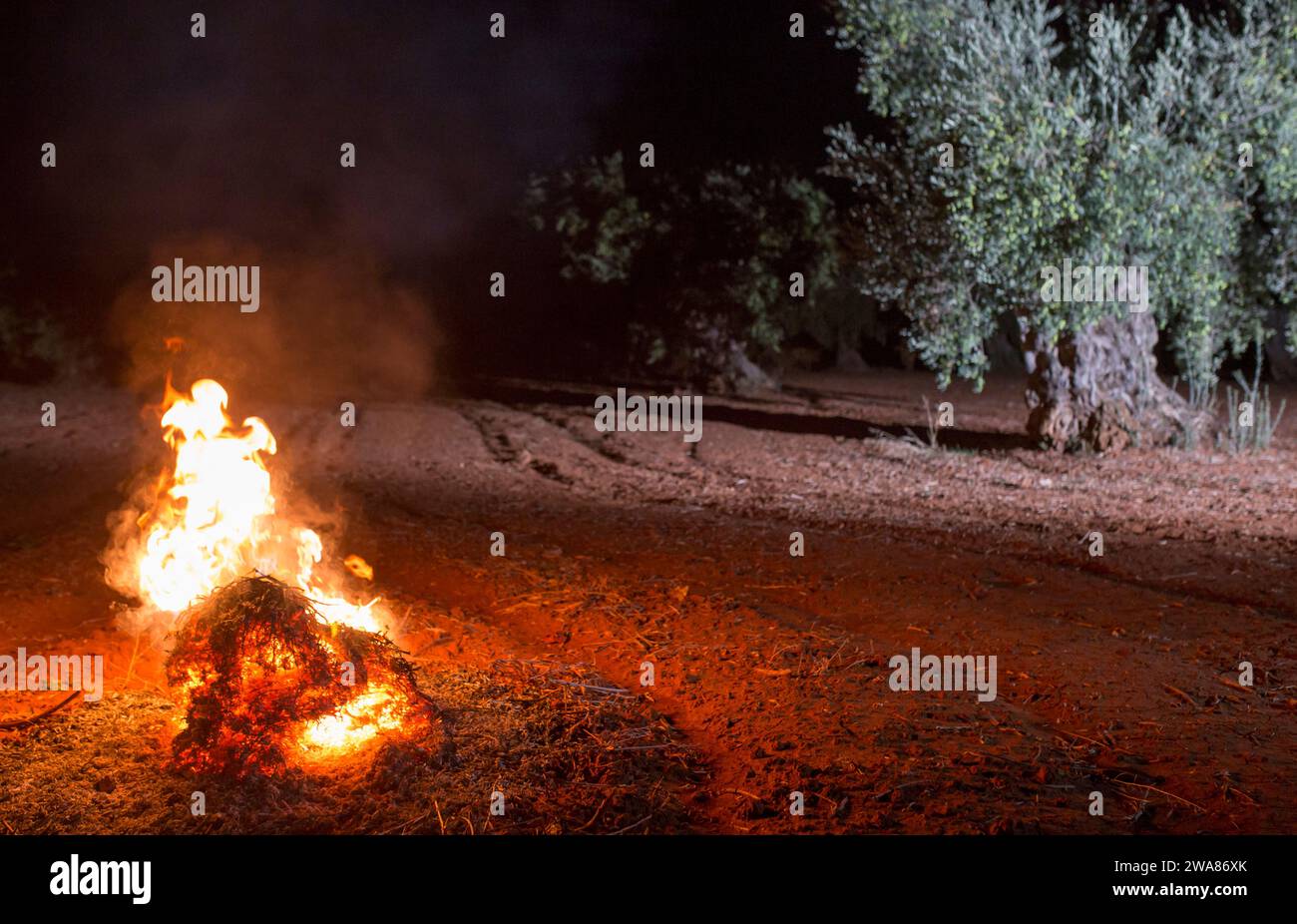 Lagerfeuer in einem Olivenhain am frühen Morgen. Saisonszene der Tafeloliven Stockfoto