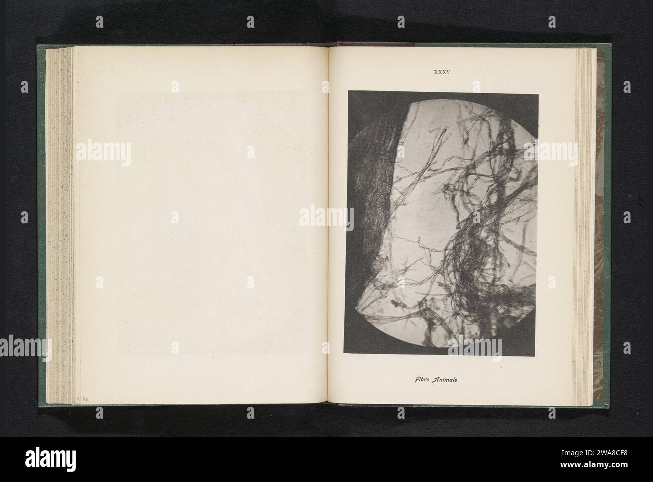 Mikroaufnahme von tierischen Fasern, anonym, ca. 1890 - in oder vor 1900 photomechanisches Druckpapier Kollotypmikroskop (+ wissenschaftliche Forschung) Stockfoto