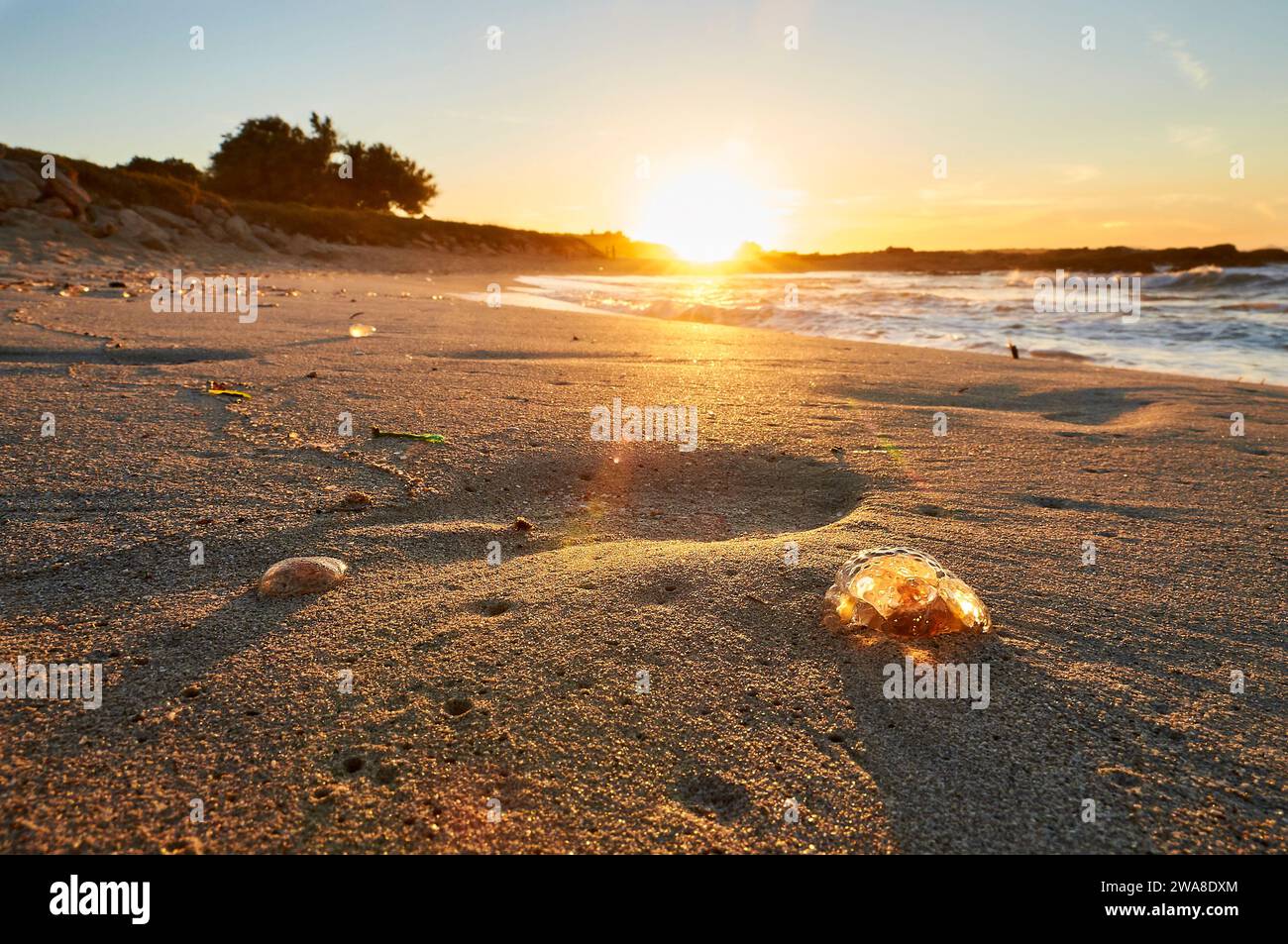 Mauve Stinger Qualle, die am Ufer am Strand von SES Platgetes in es Caló (Formentera, Balearen, Mittelmeer, Spanien) gestrandet sind Stockfoto