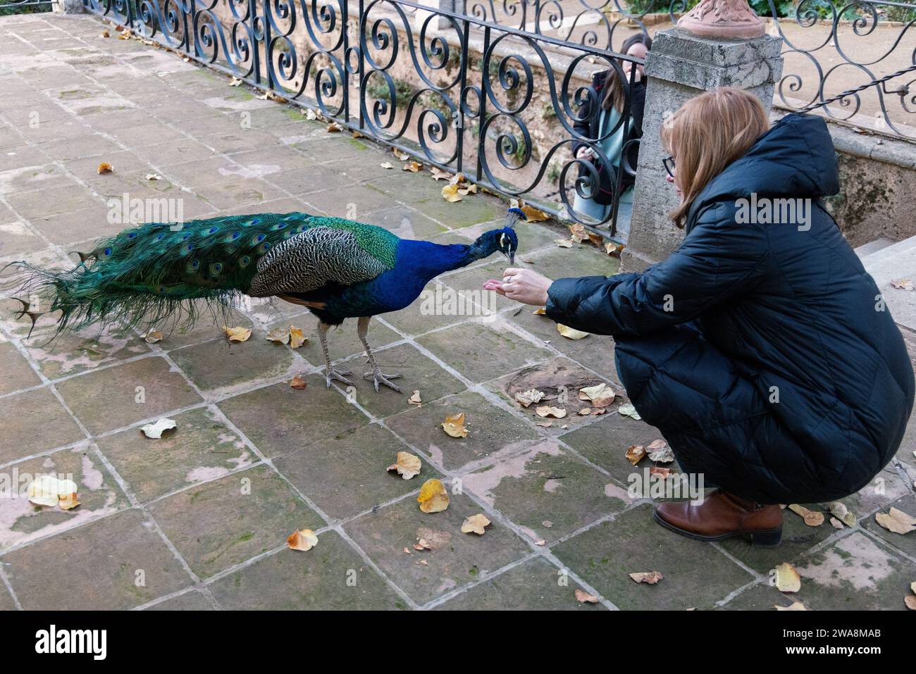 pfau isst Nüsse Stockfoto